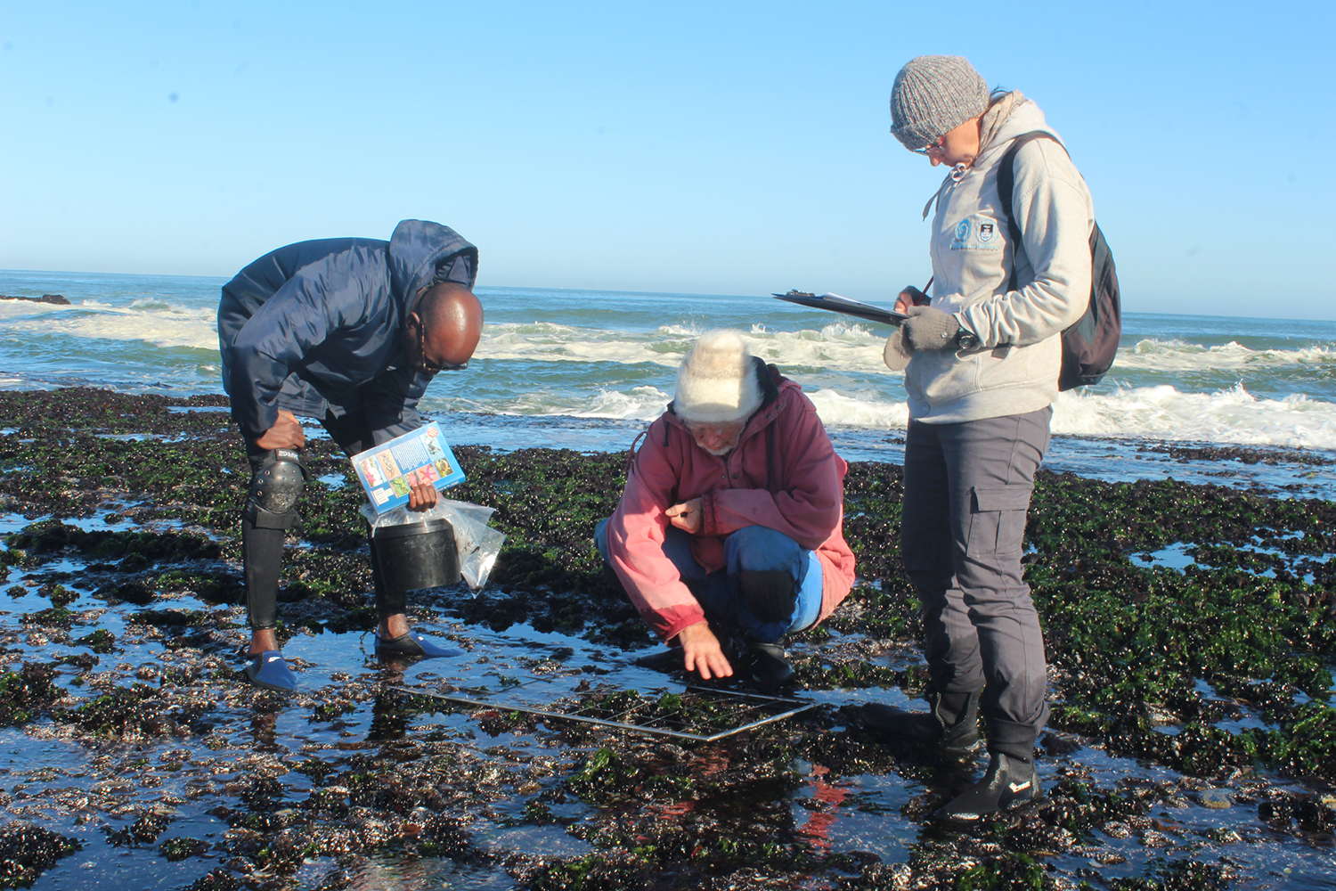Biodiversity trackers dropping quadrats on intertidal reefs to monitor long-term abundance shifts.