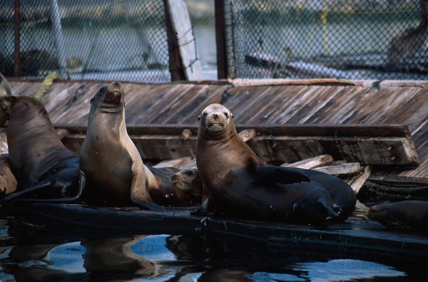 Marine Biodiversity Data: How USGS and NOAA are collaborating to make data more accessible now and into the future