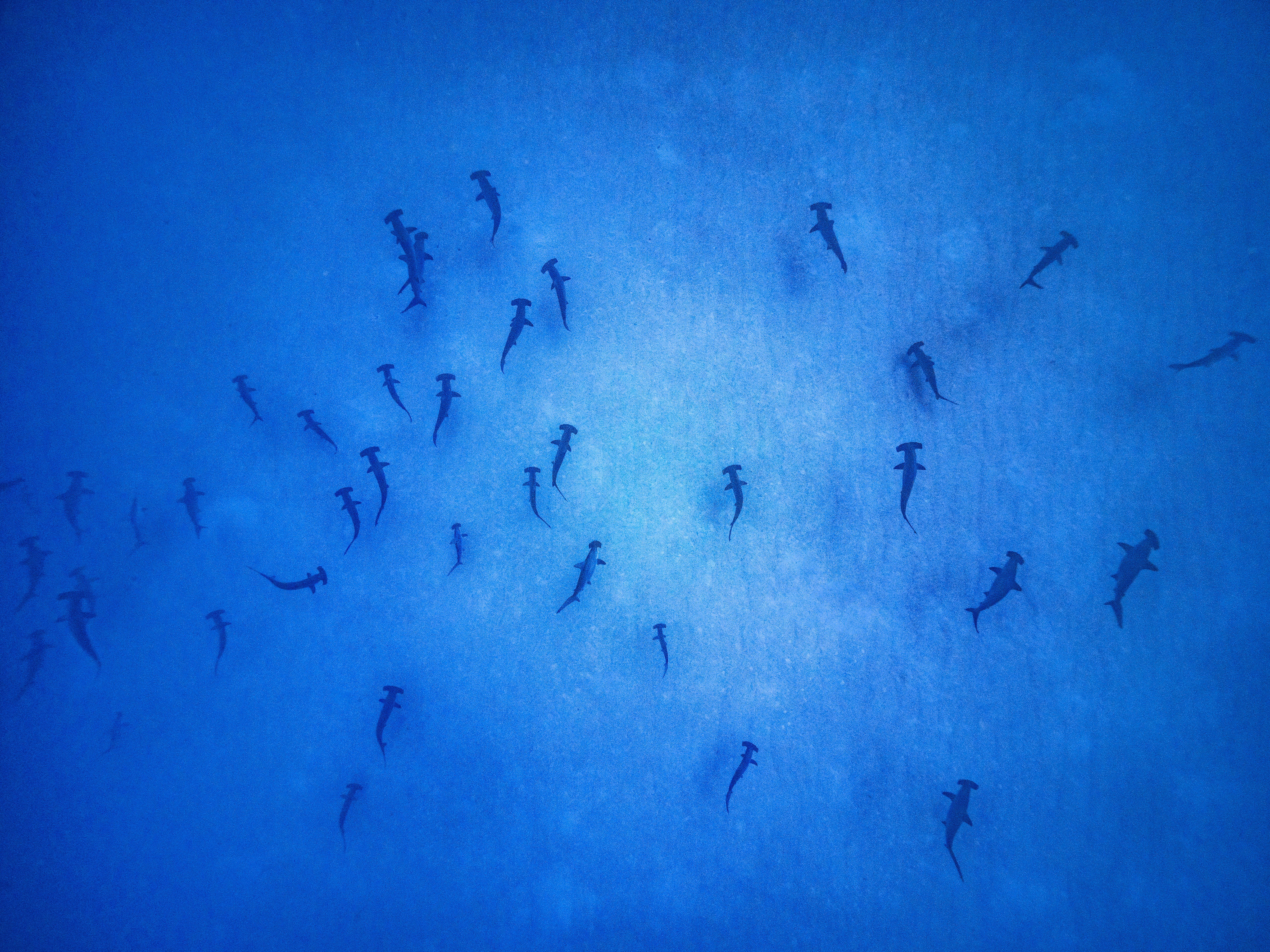 A school of hammerhead sharks. Photo: Masayuki Agawa / Ocean Image Bank 