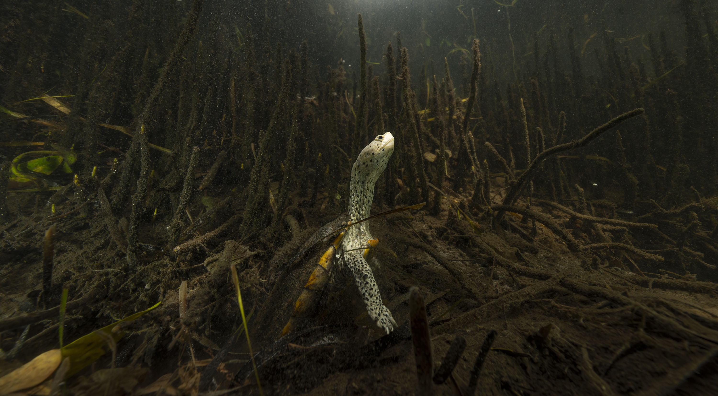 Guardians of the Gulf Coast Mangroves: A diamondback terrapin turtle in the brakish waters of a coastal mangrove. Credit: Nick Conzone / Ocean Image Bank