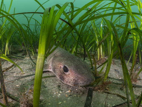 Preserving seagrasses in a changing climate