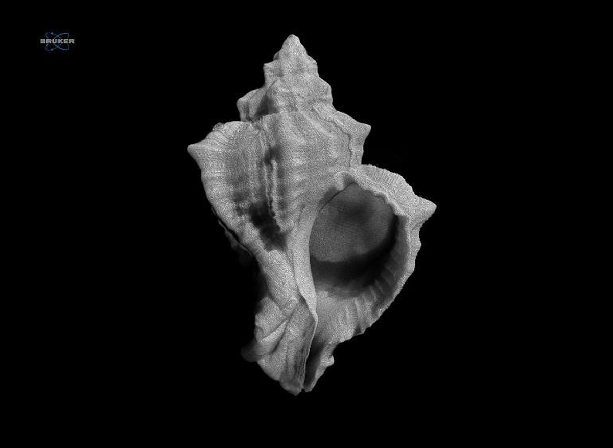 Every dataset has a story: how MedOBIS integrated micro-CT imaging data into Darwin Core