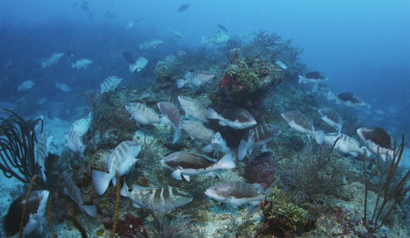 OBIS data reveals that climate change will exacerbate the impact of historical overfishing on an iconic Caribbean reef fish