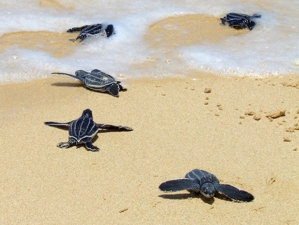 State of knowledge on marine connectivity gathered by migratory marine species