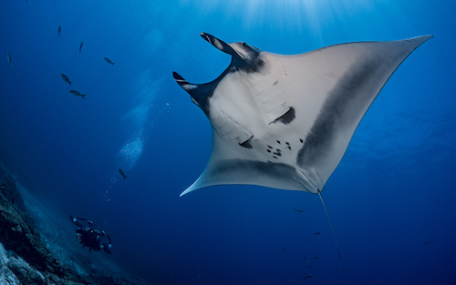 A manta-ray
