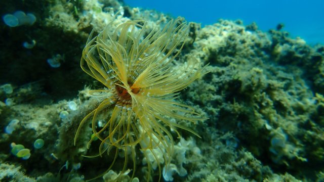 Meeting report of the 5th OBIS Executive Committee published