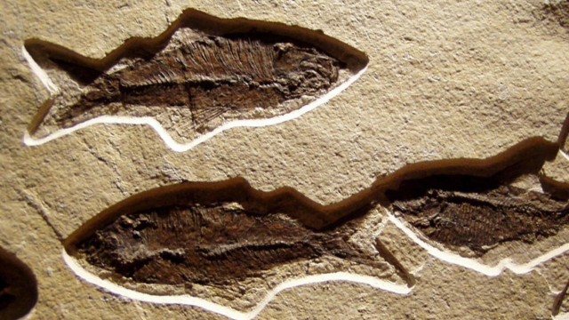 Historians, Archaeologists and Paleontologists: OBIS, a leading global marine biodiversity database welcomes your time-series data