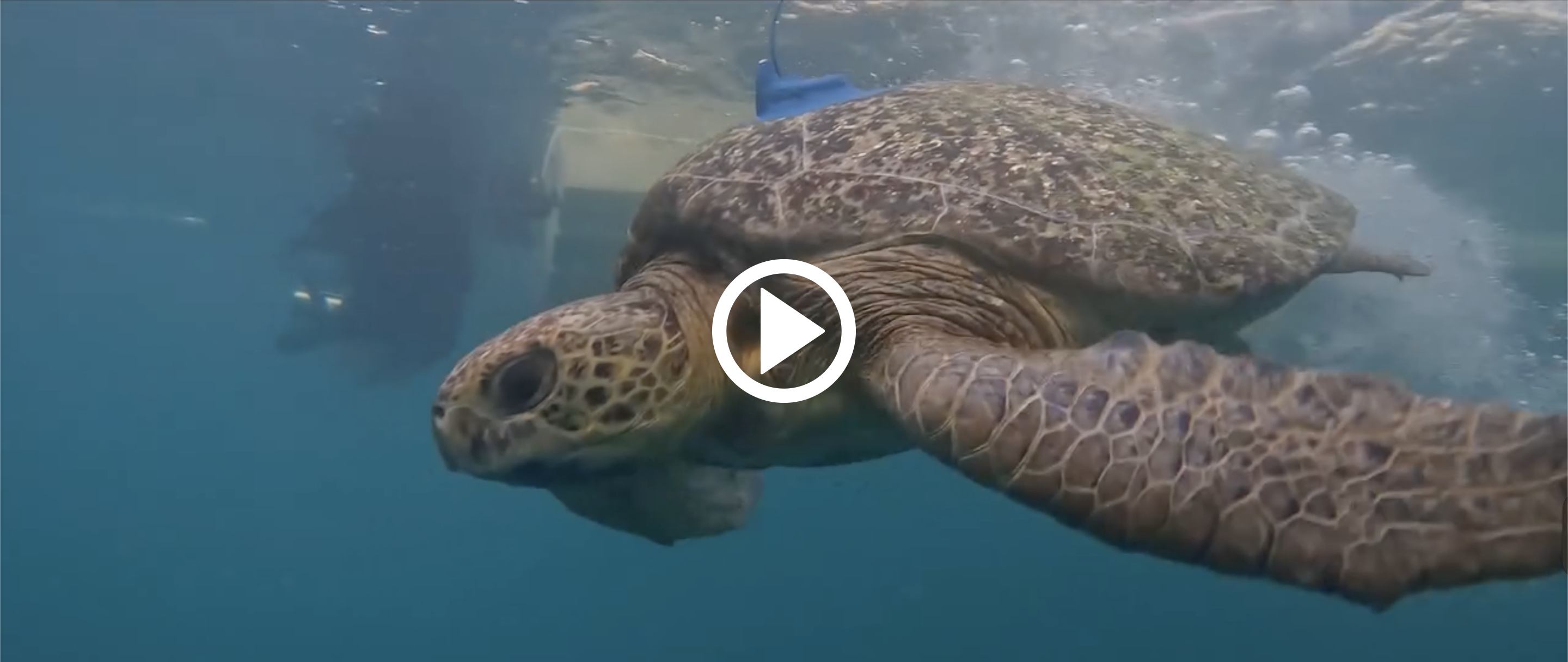 Iconic species are being tagged with satellite technology in Panamanian Pacific waters. Protecting marine ecosystems and developing sustainable fishing practices are essential to maintaining biodiversity and the well-being of coastal communities.