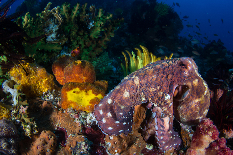 Current knowledge on the reproduction of deep-sea corals